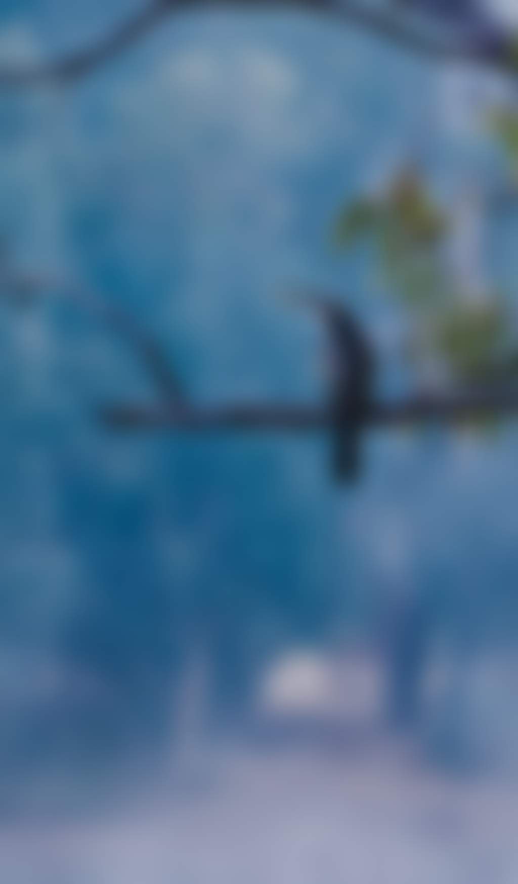 Bird perched on a bare branch over misty river water at dawn next to the Murray river in Echuca