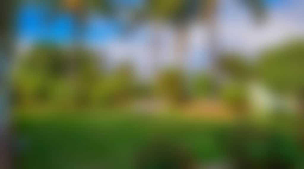 The outside garden of Wandew with beautiful grass and palm trees
