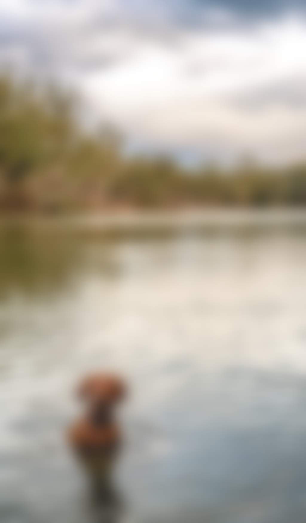 Resized brown dog swimming in the Murray River