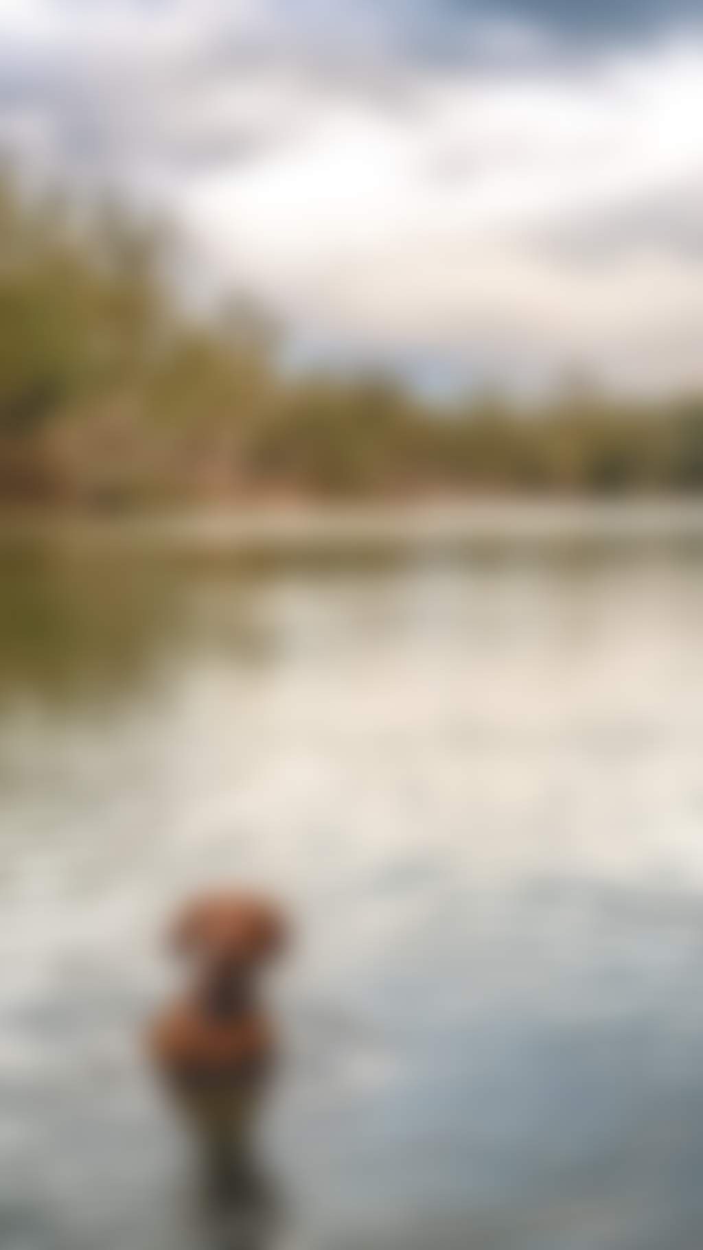Resized brown dog swimming in the Murray River