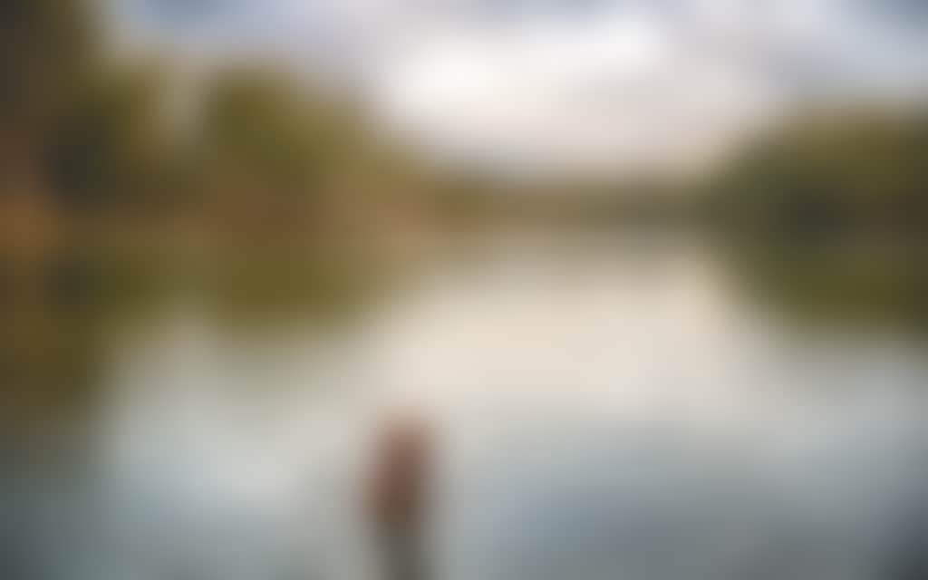 Resized brown dog swimming in the Murray River