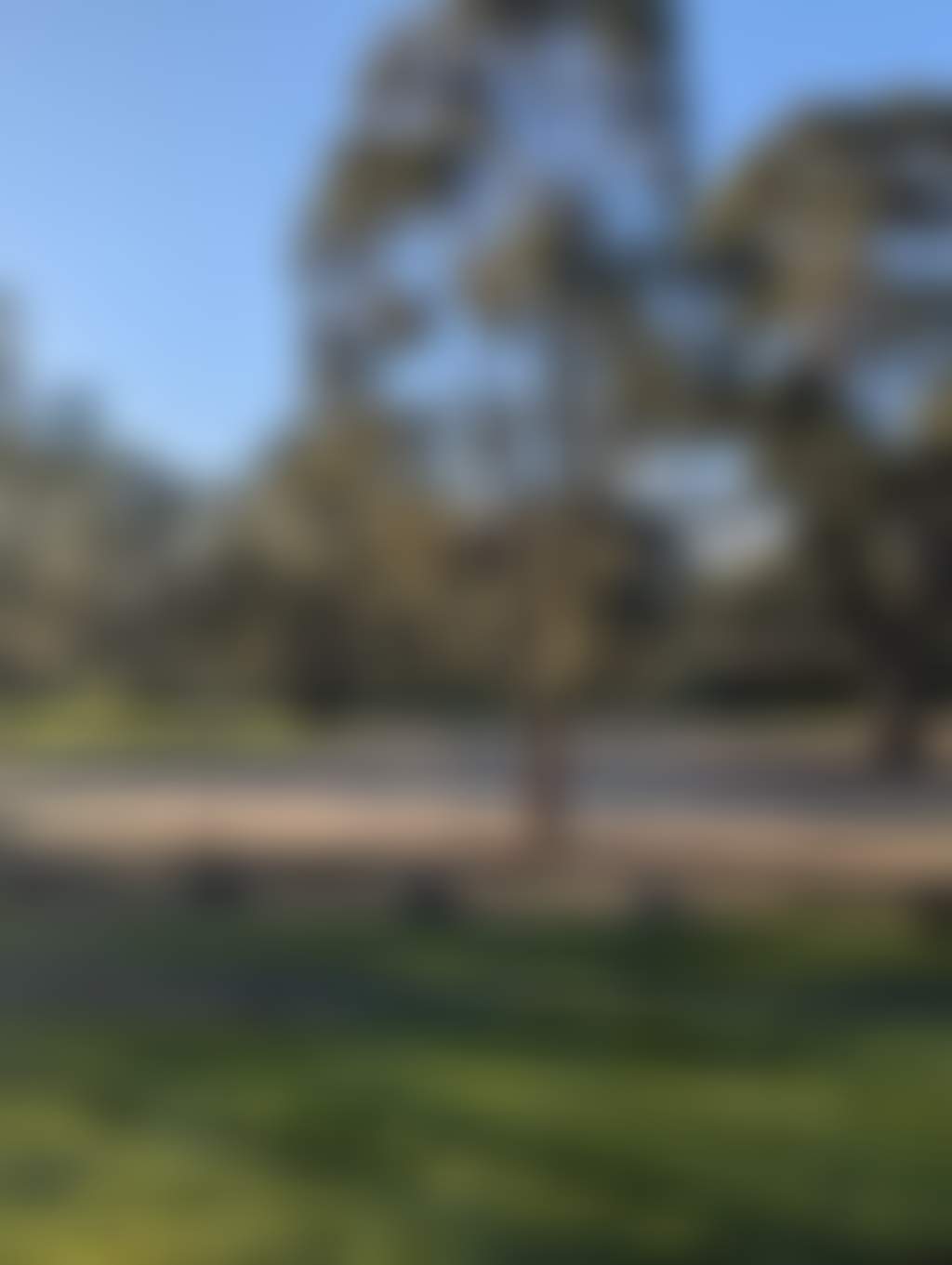 Massive gum trees providing shadow over the rotary grounds