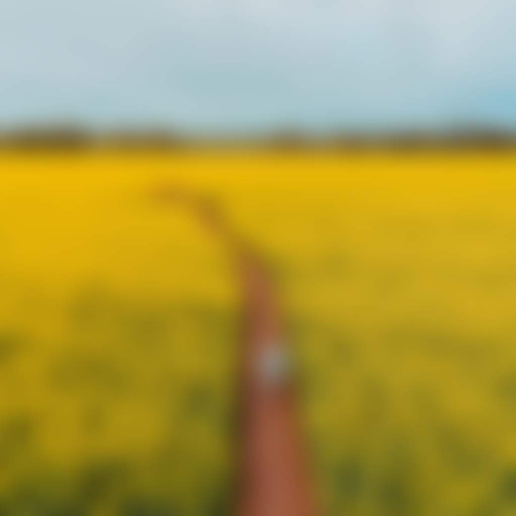 Wide shot of a man walking through the Cornella Canola fields of yellow flowers