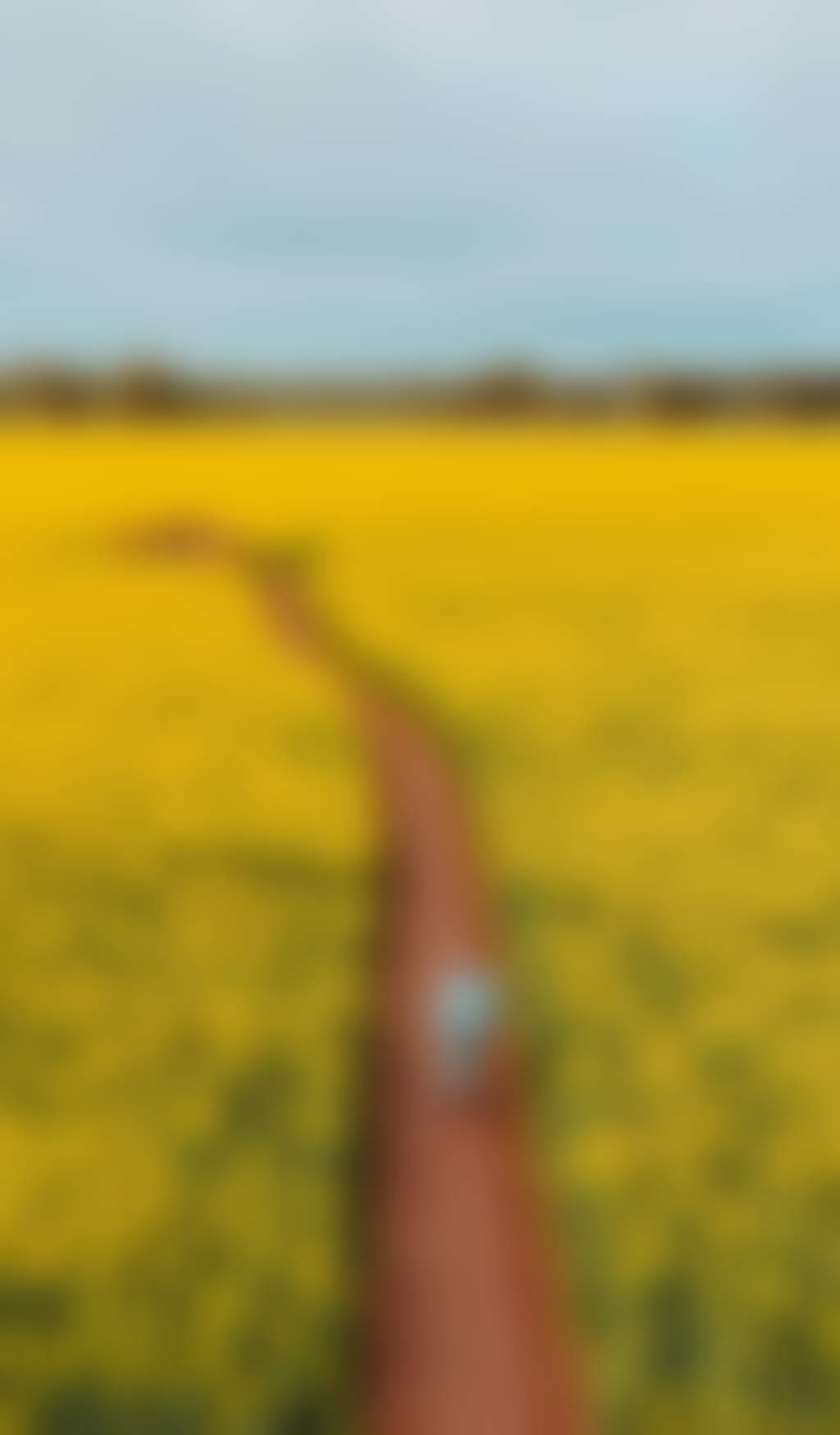 Wide shot of a man walking through the Cornella Canola fields of yellow flowers