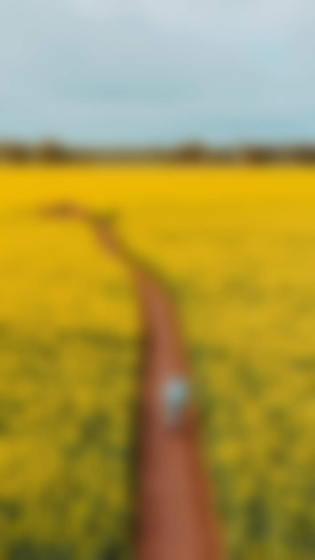Wide shot of a man walking through the Cornella Canola fields of yellow flowers