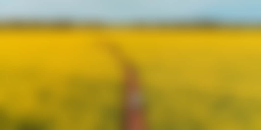 Wide shot of a man walking through the Cornella Canola fields of yellow flowers