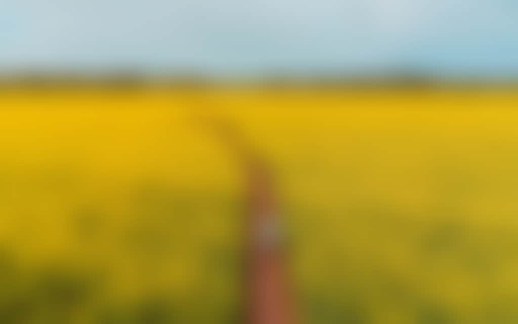 Wide shot of a man walking through the Cornella Canola fields of yellow flowers