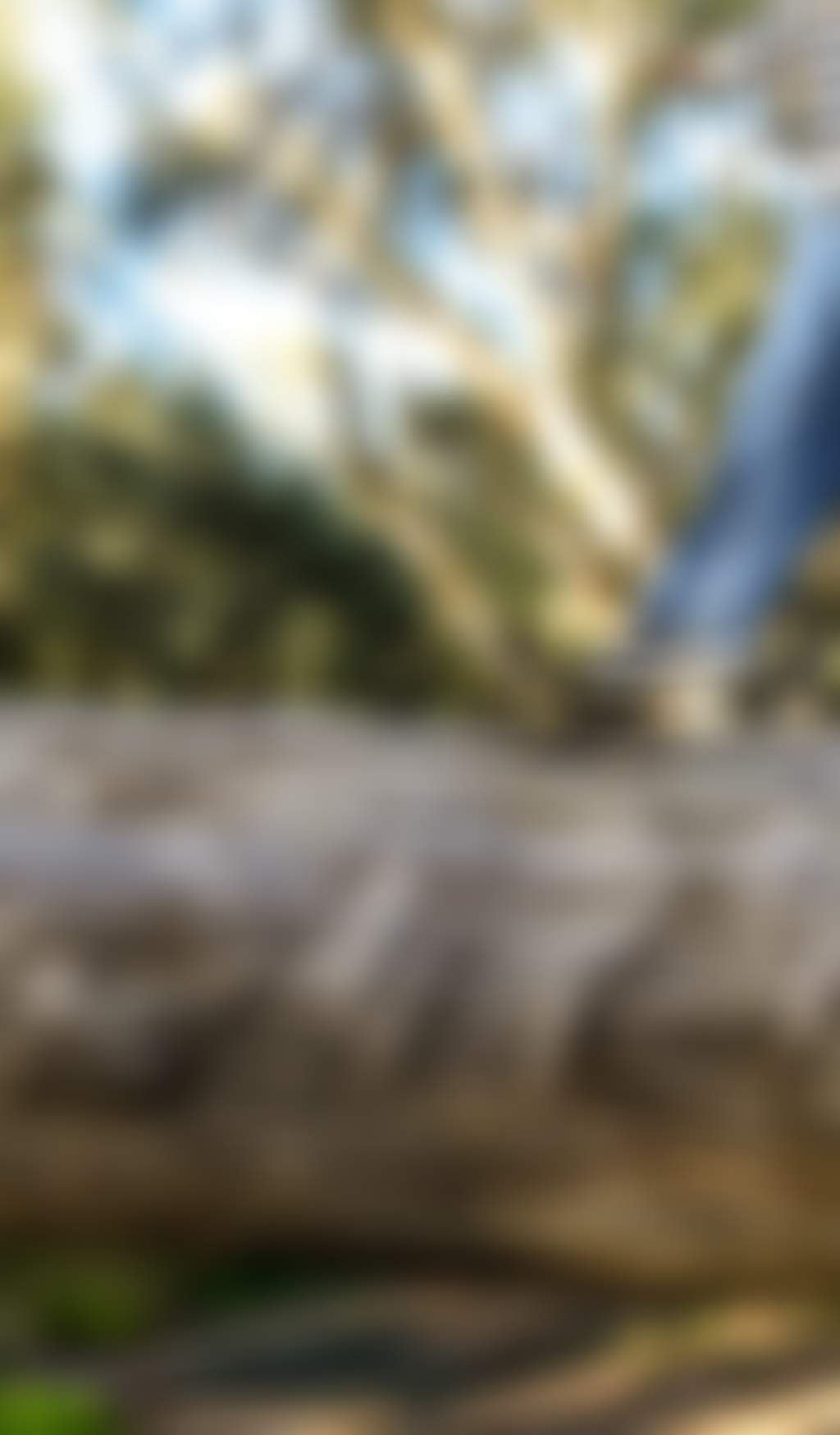 Girl walking on log in red gum forest