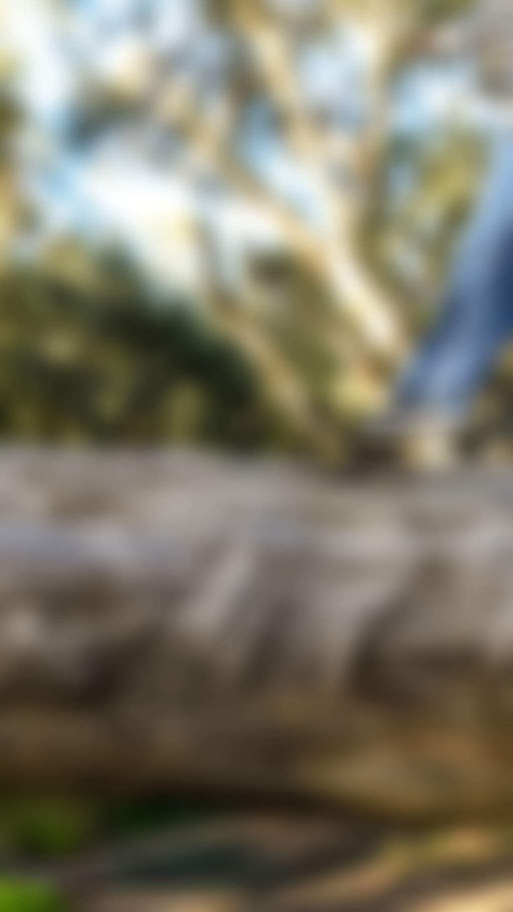 Girl walking on log in red gum forest