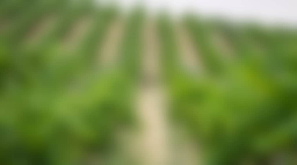Rows of vines with a kangaroo in the centre
