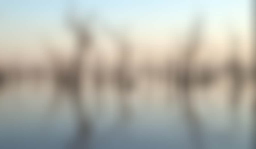Gunbower Kow Ghow Swamp