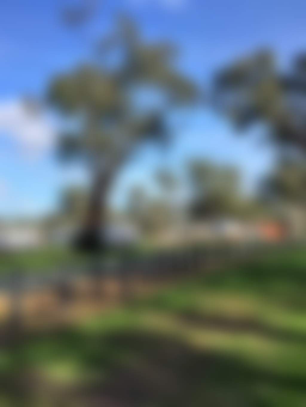 Ayson reserve camping site engulfed by native trees and greenery