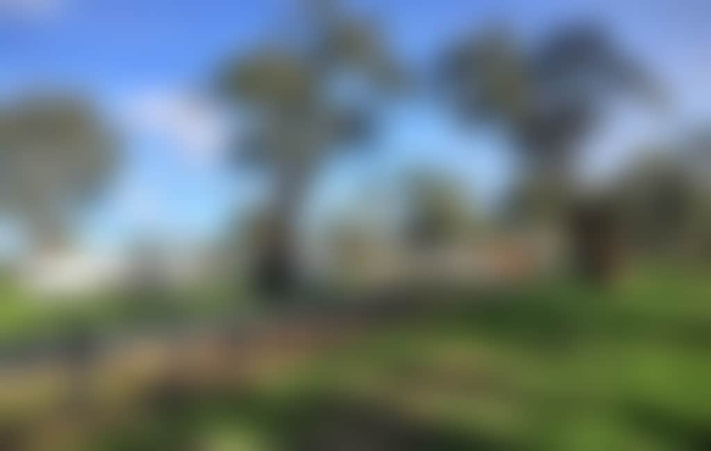 Ayson reserve camping site engulfed by native trees and greenery