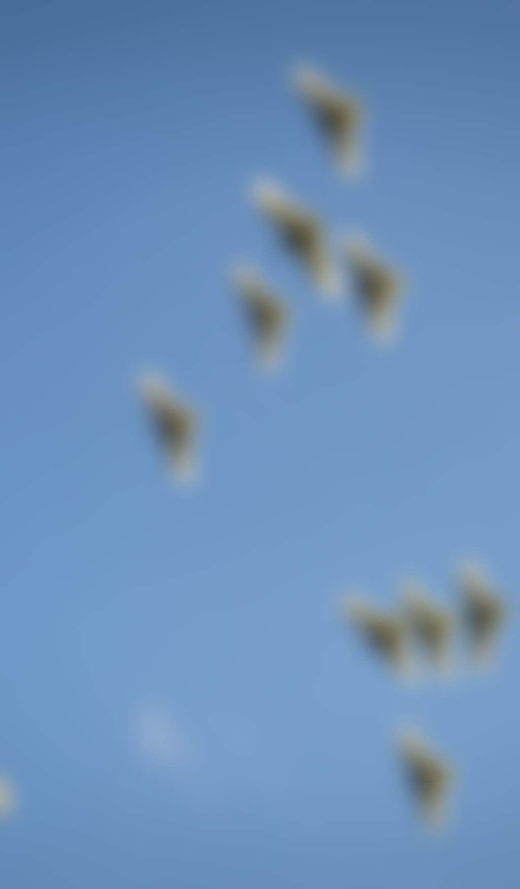 Flock of birds flying overhead in a blue sky