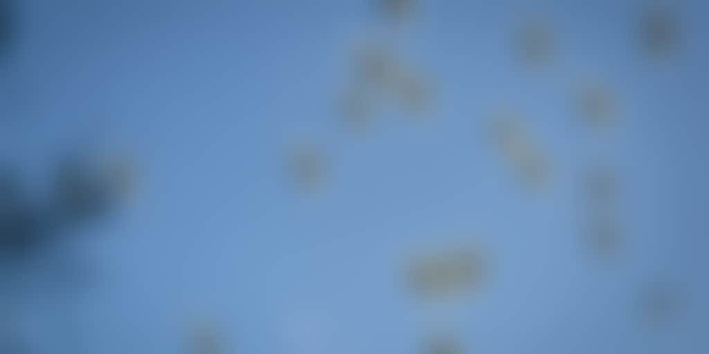 Flock of birds flying overhead in a blue sky