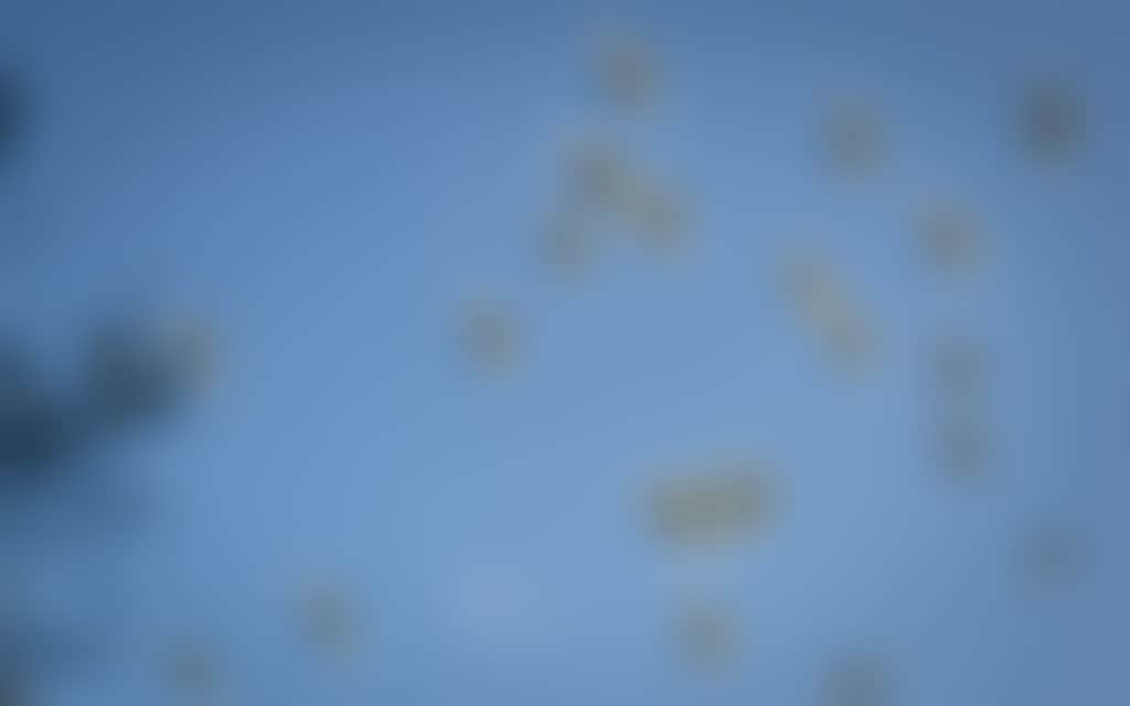 Flock of birds flying overhead in a blue sky